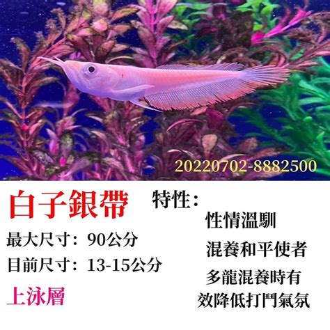 銀帶成長速度|【銀帶成長速度】銀帶高速成長！驚人的銀龍魚養殖秘訣揭密